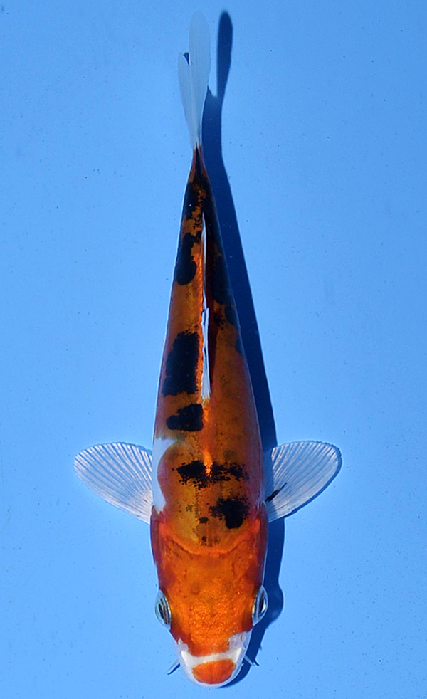 Heisei Nishiki