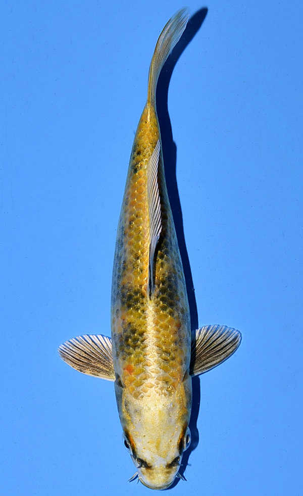 Kin Ki Utsuri