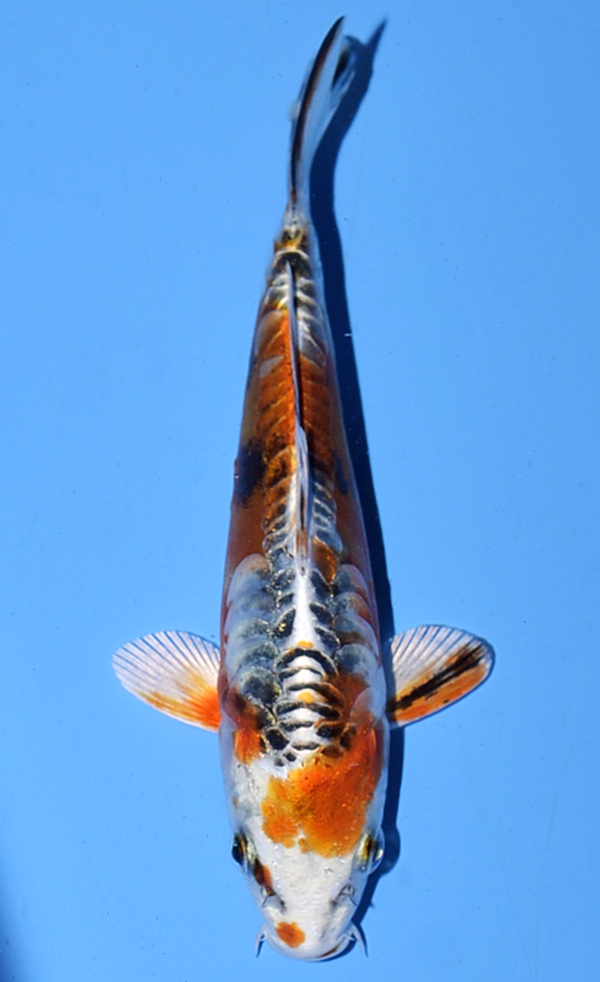 Kawarigoi