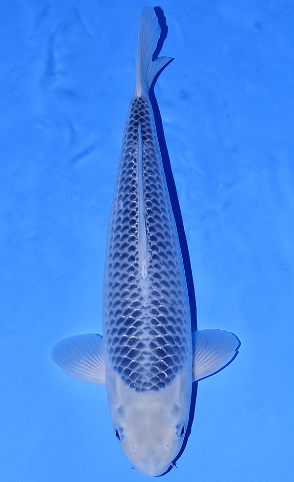 Koi Auction