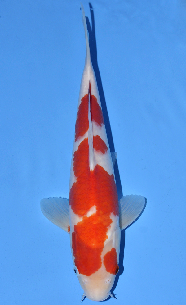 Kohaku