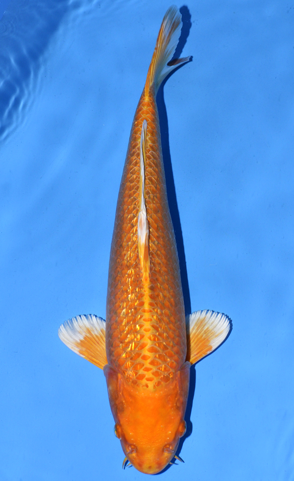 Orenji Ogon