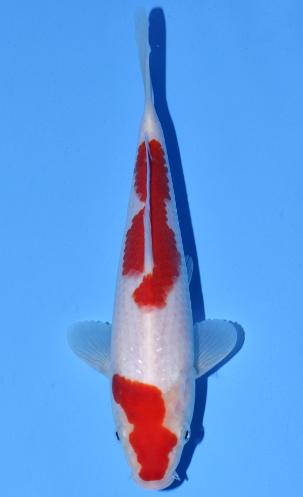 Kohaku