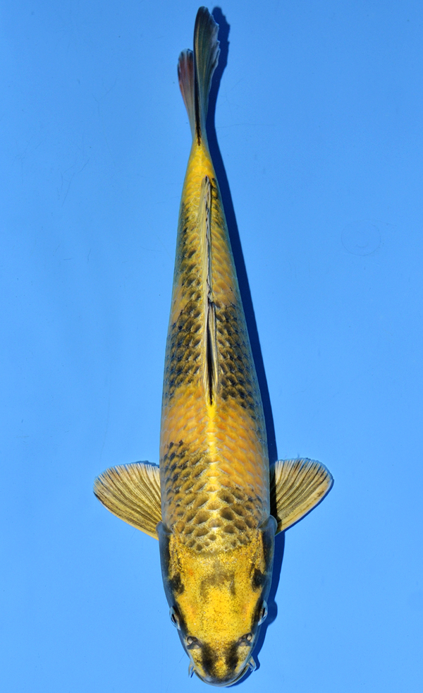 Kin Ki Utsuri