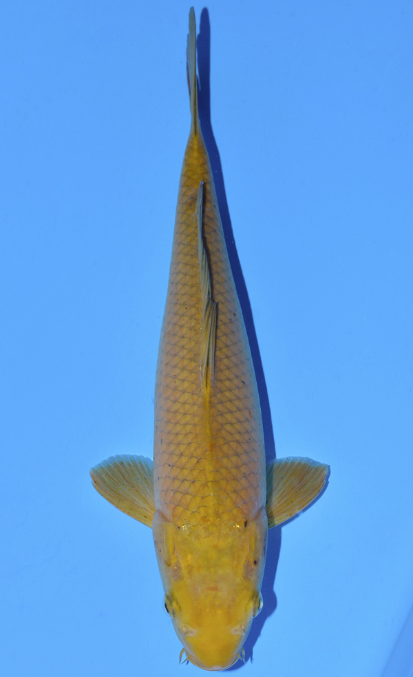 Chagoi