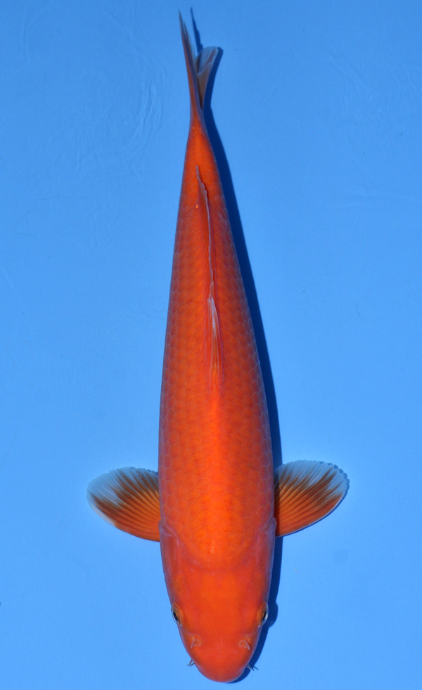 Benigoi