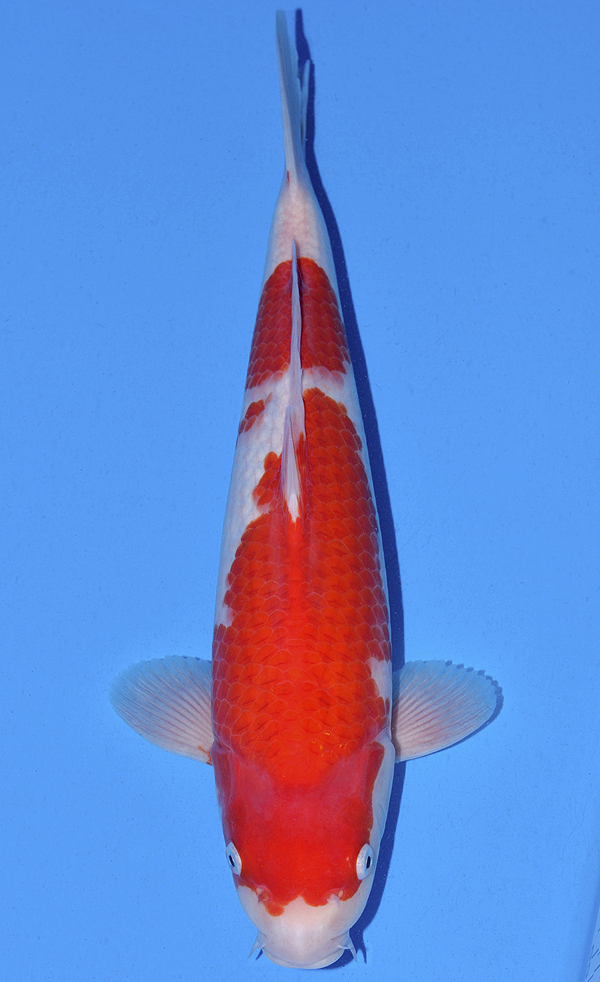 Kohaku