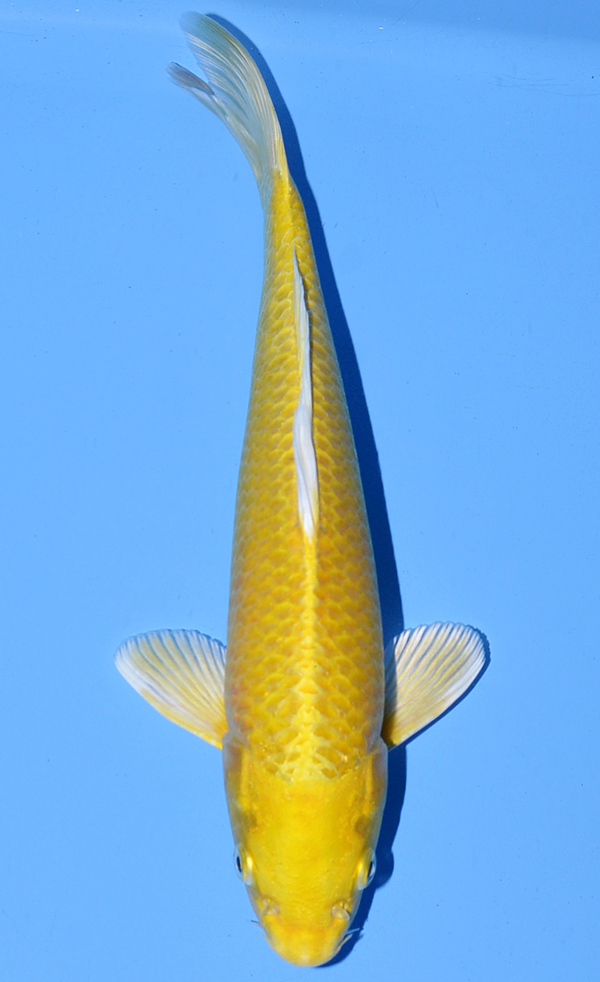 Yamabuki