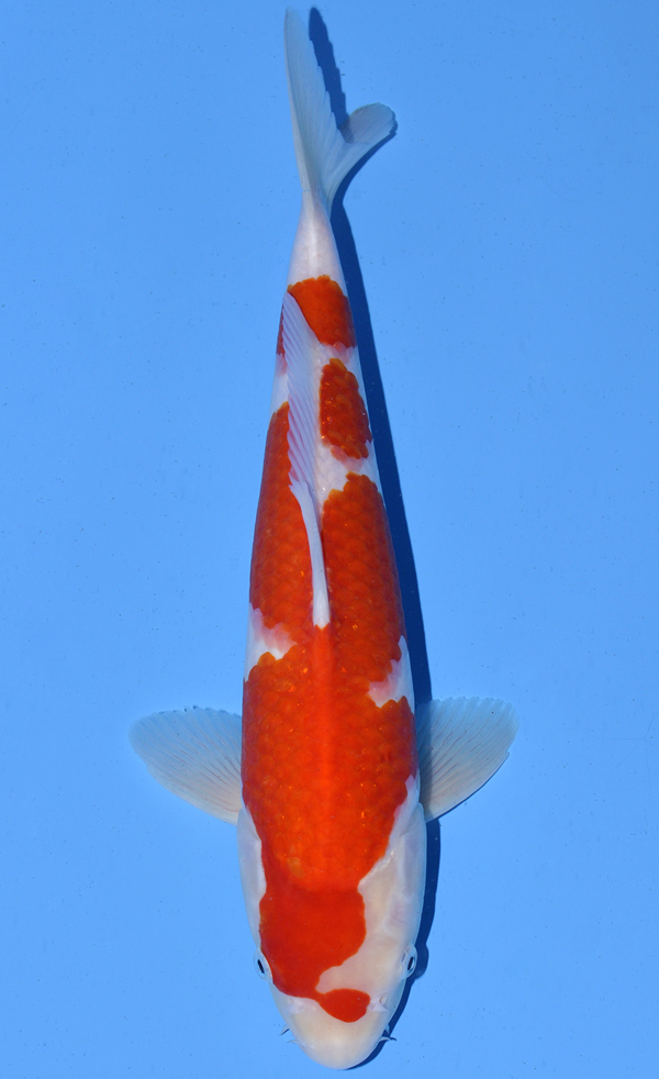 Kohaku