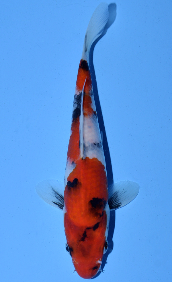 Tategoi Showa