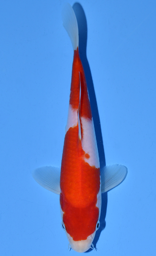 Kohaku