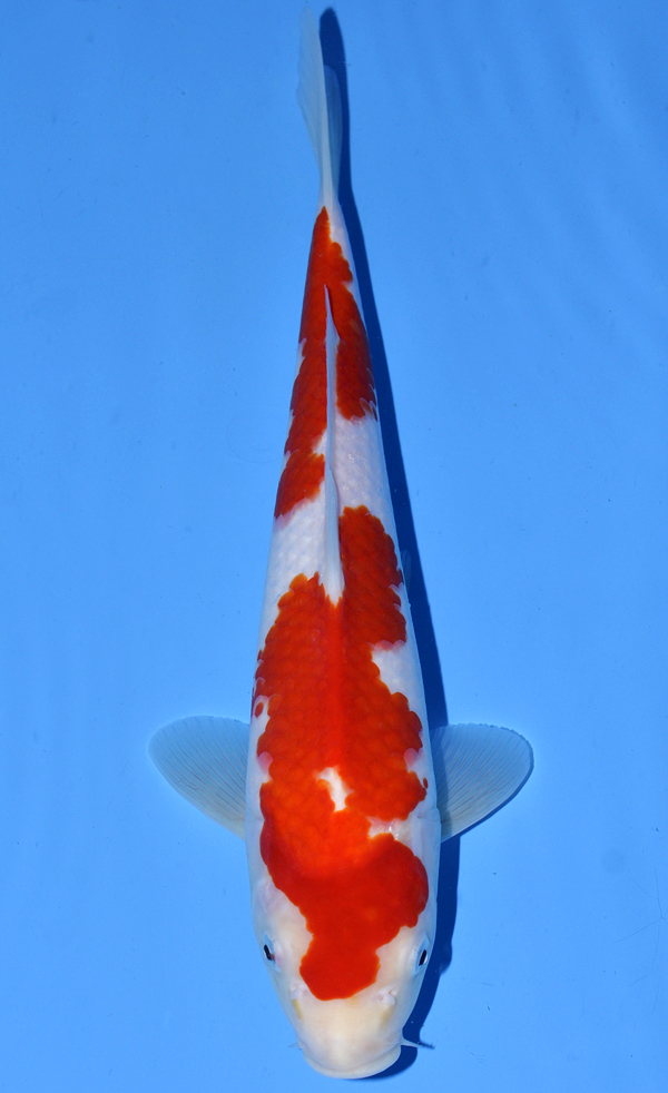 Kohaku