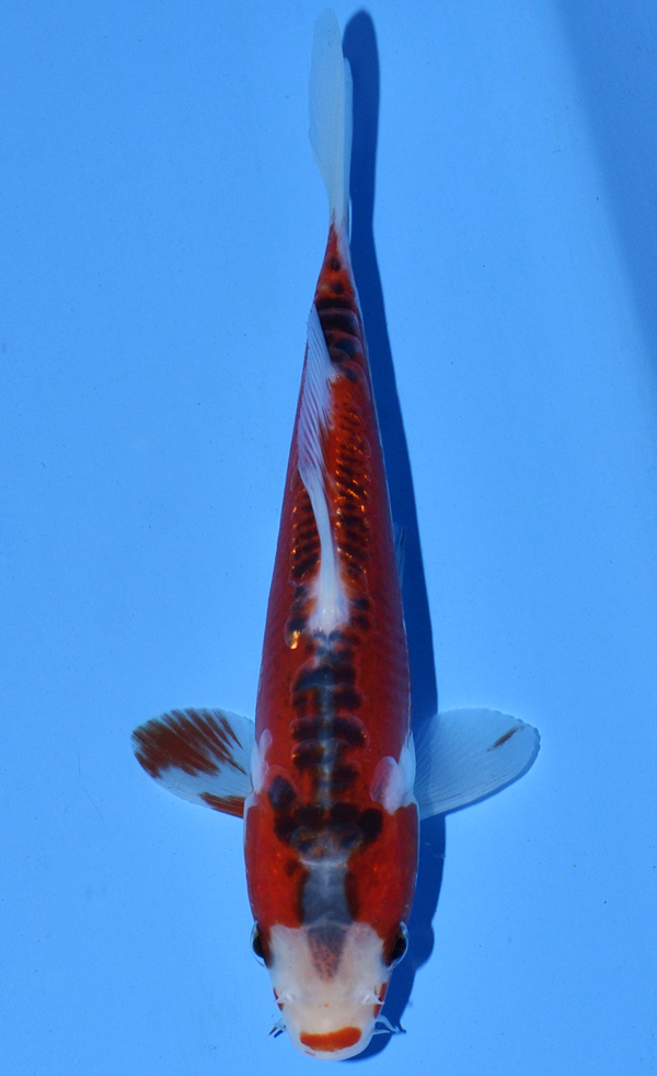 Shusui