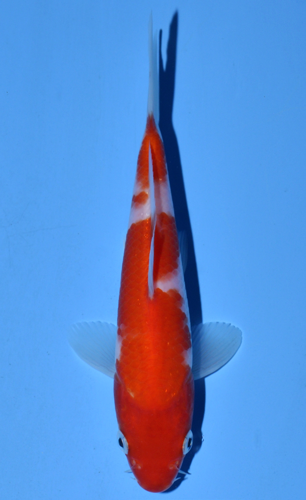 Kohaku