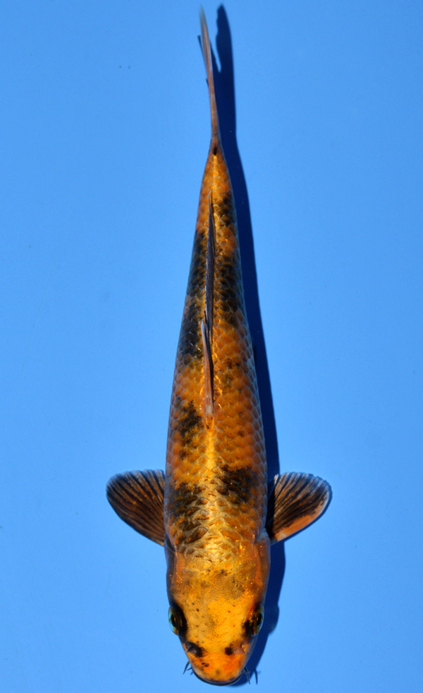 Kin Ki Utsuri