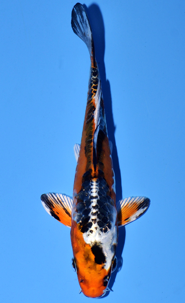 Kawarigoi