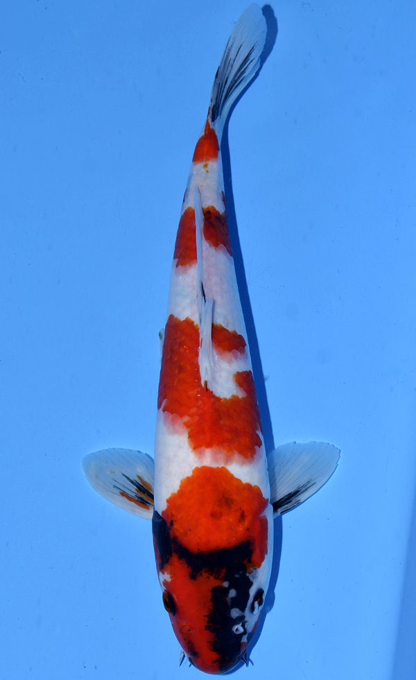 Tategoi Showa