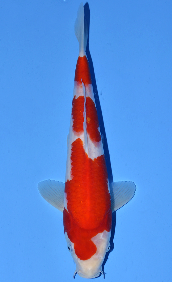 Kohaku