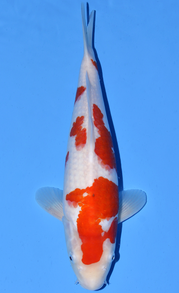 Kohaku