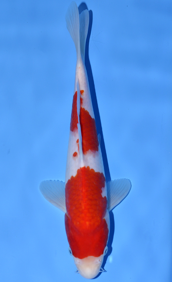Kohaku