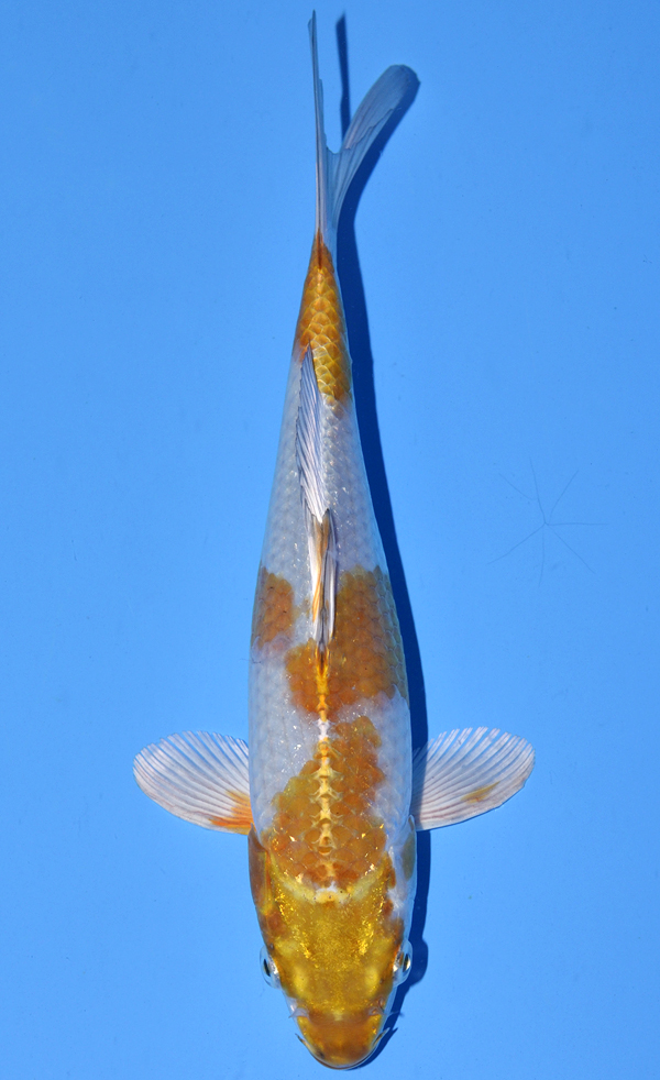 Kawarigoi