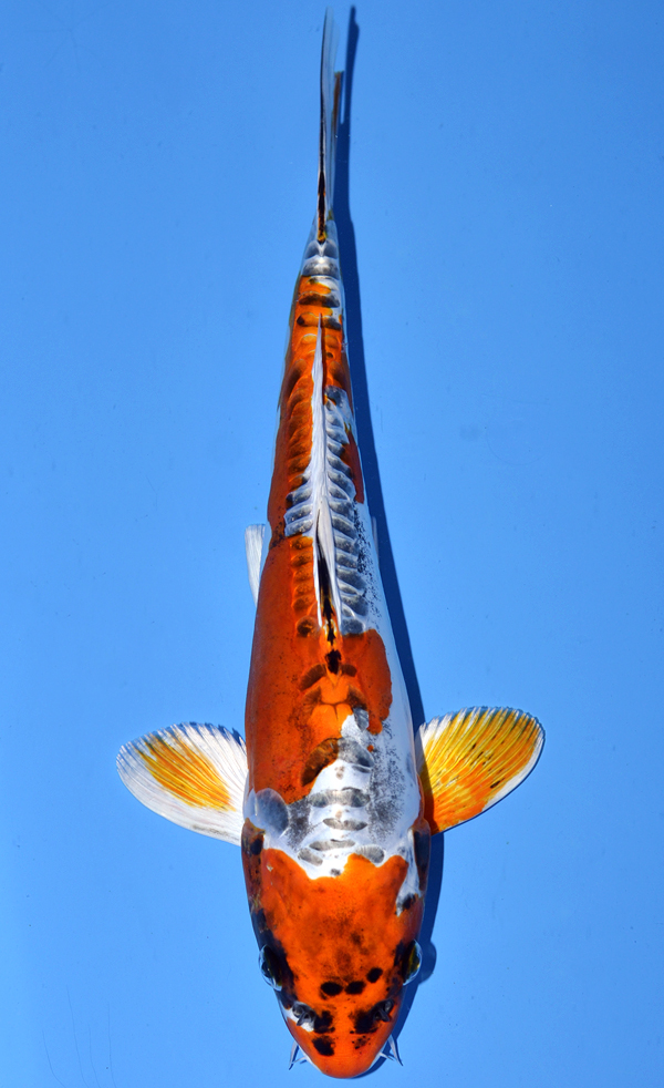Kawarigoi