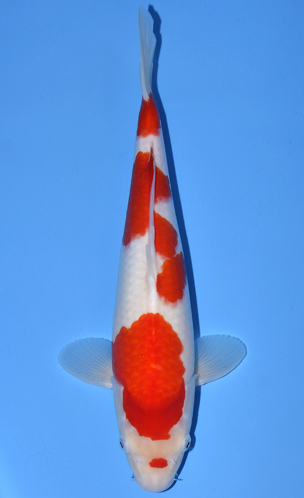 Kohaku
