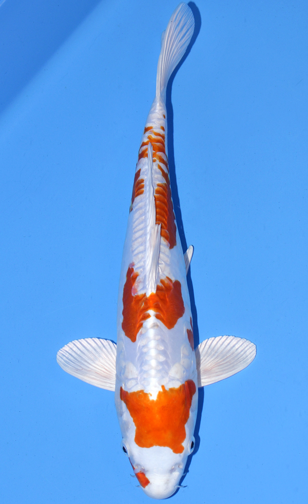 Kikusui