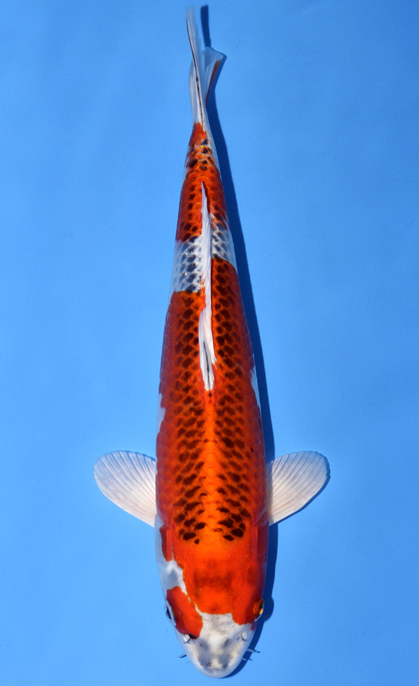 Kujaku