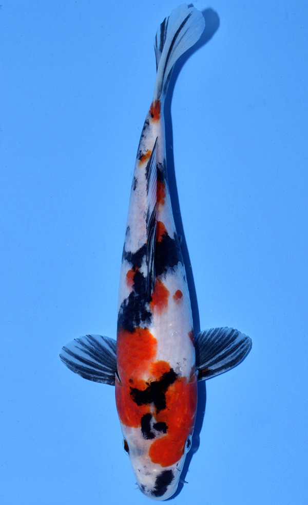 Tategoi Showa