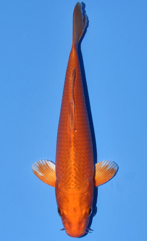 Orenji Ogon