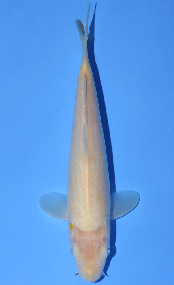 Kigoi