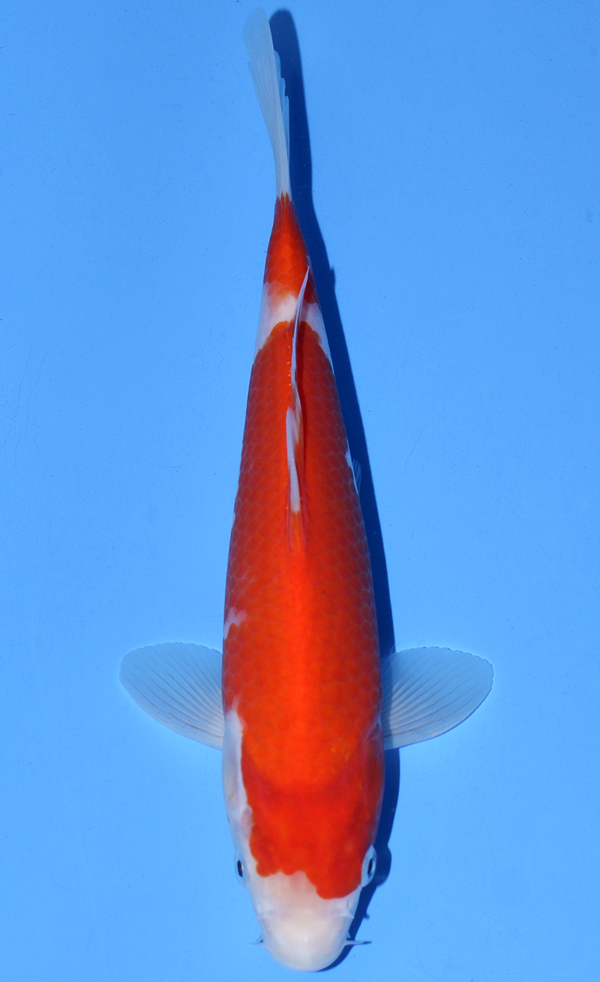 Nidan Kohaku