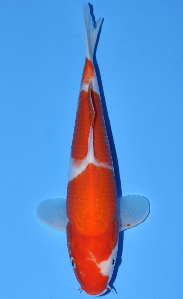 Kohaku