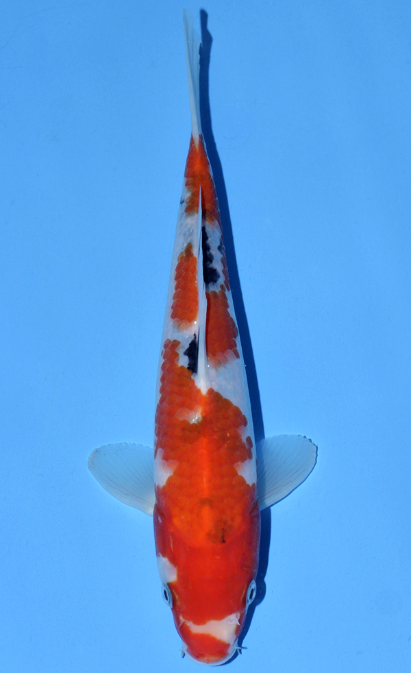 Tategoi Sanke