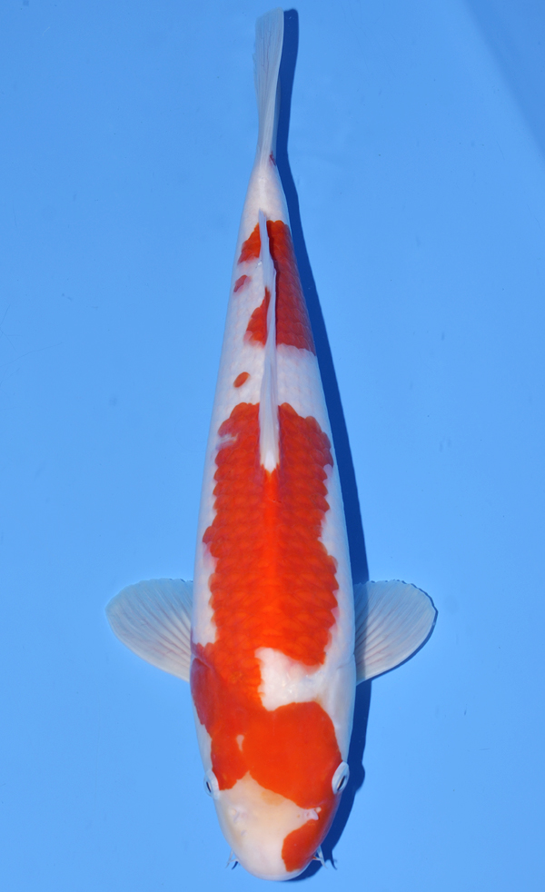Kohaku
