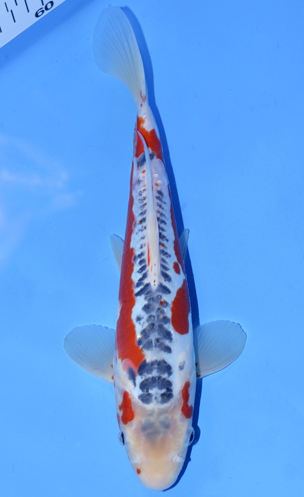 Shusui