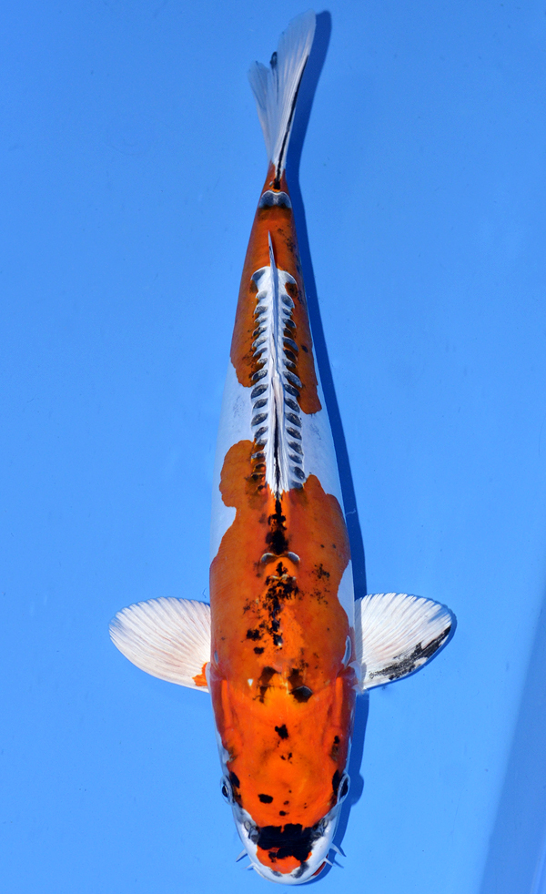 Kawarigoi