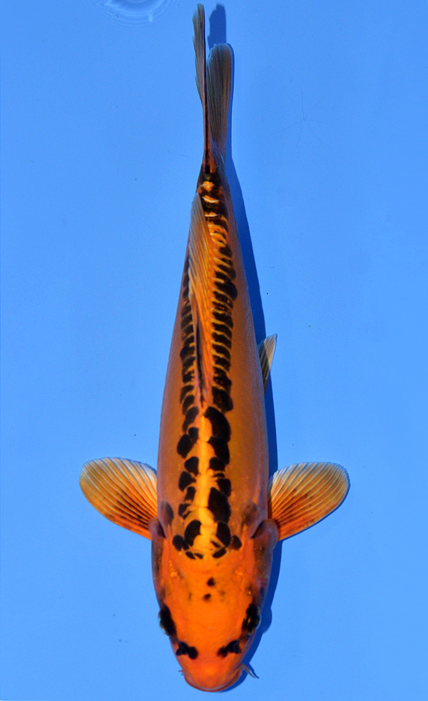 Mizuho Ogon