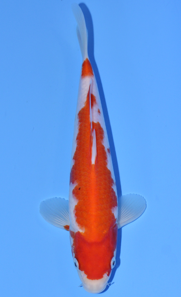Kohaku