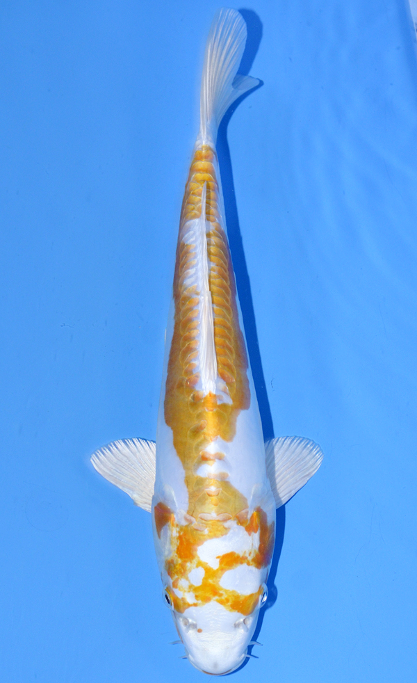 Hariwake
