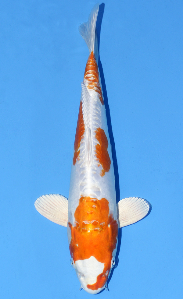 Kikusui