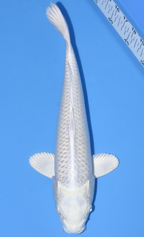 Platinum Ogon