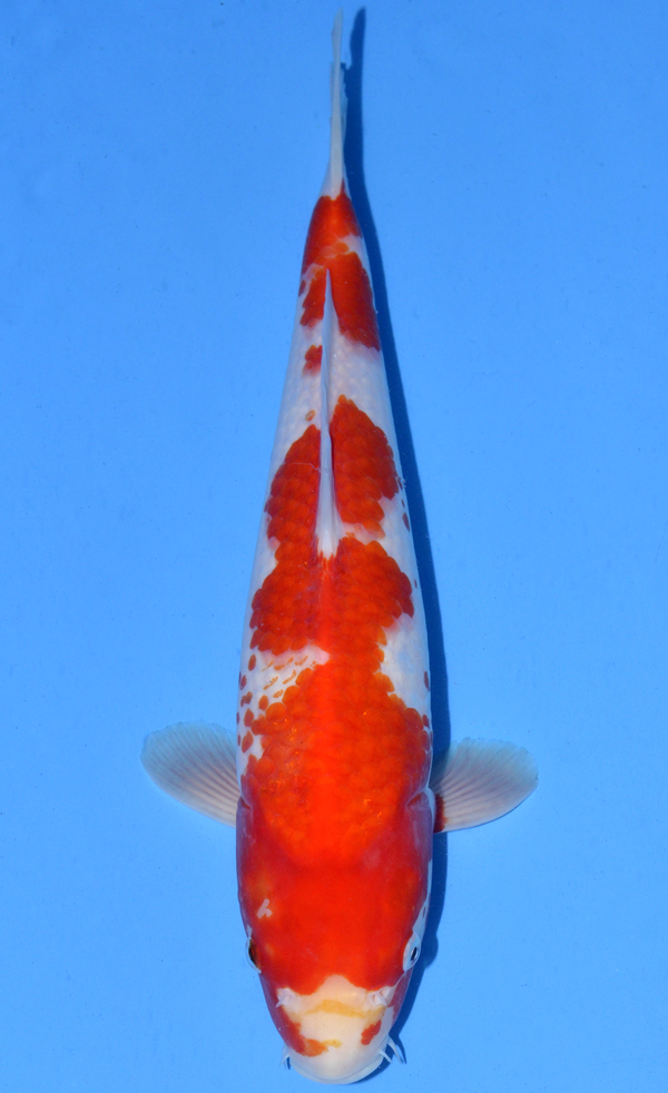 Kohaku
