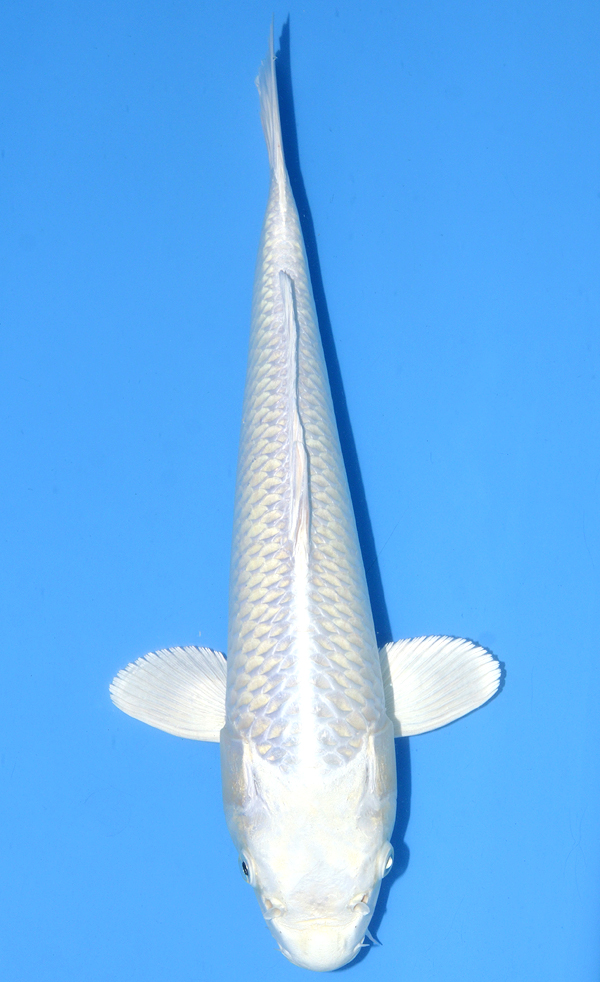 Platinum Ogon
