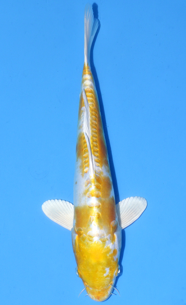 Hariwake