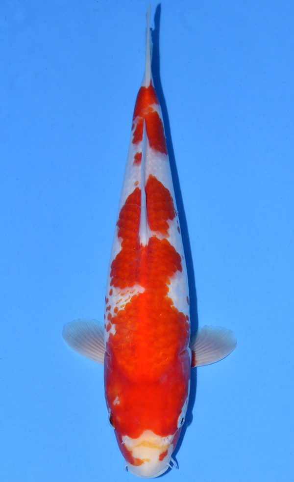 Kohaku