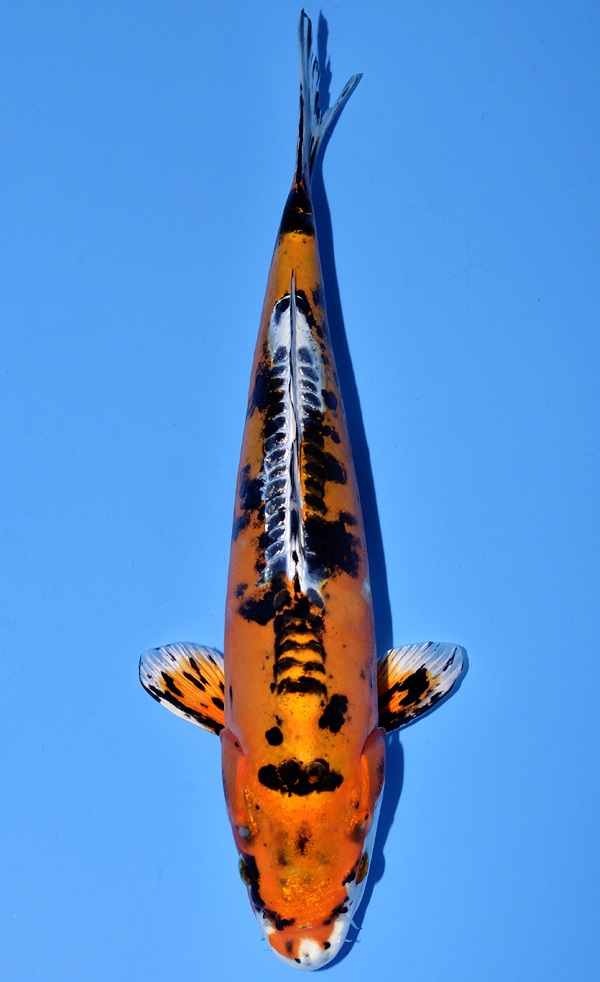 Kawarigoi