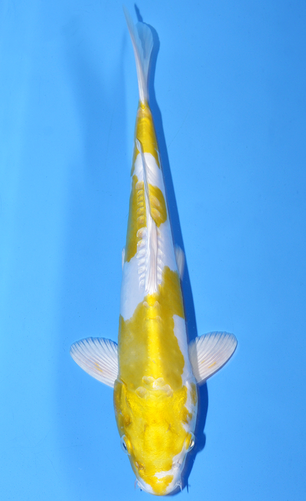 Hariwake