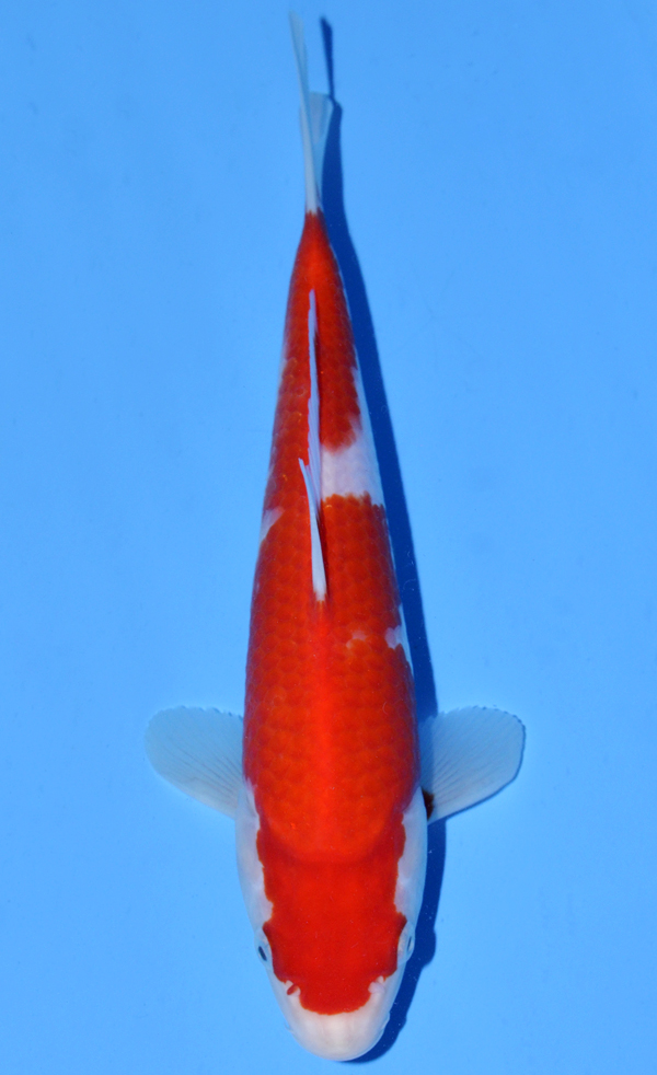 Kohaku